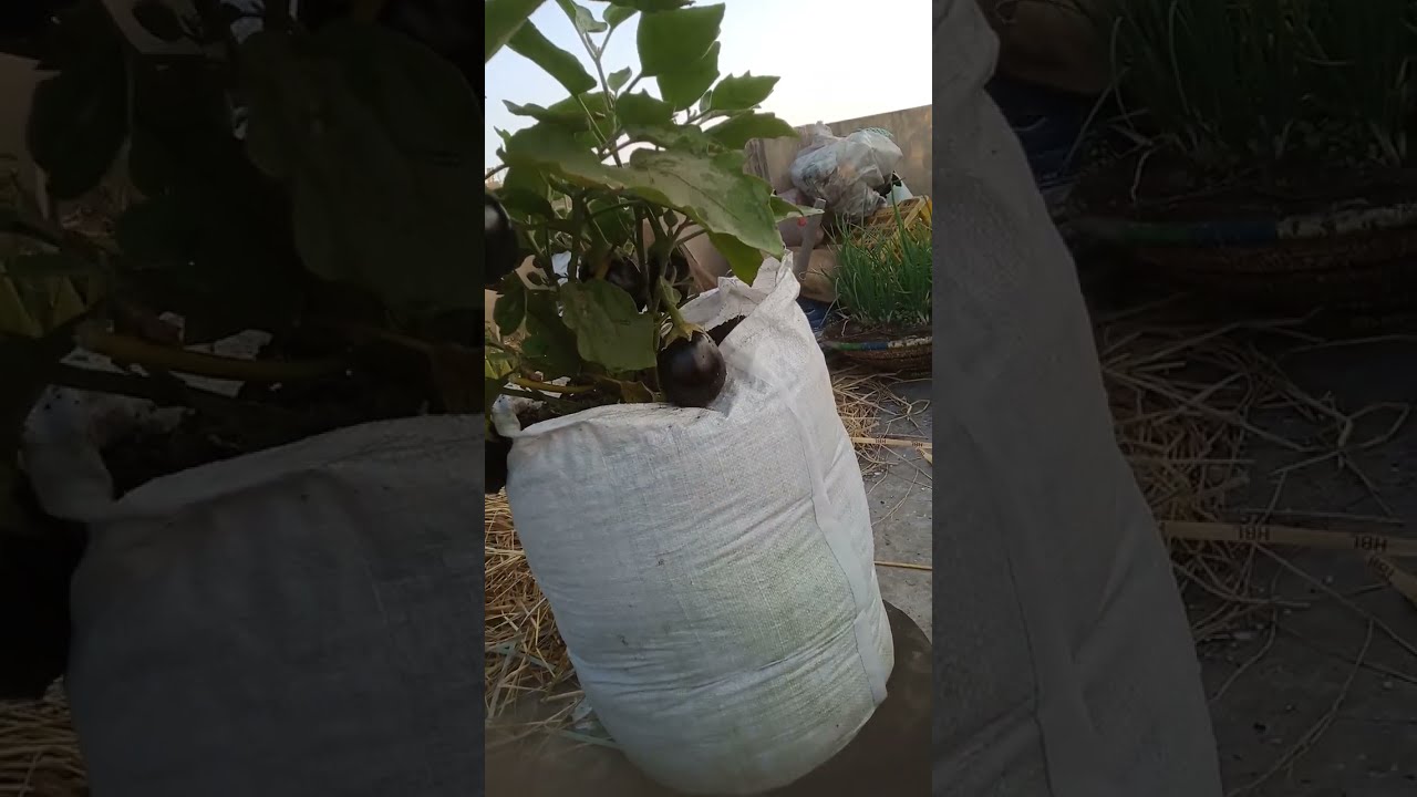 बैंगन के पौधे चावल बेस्ट फर्टिलाइजर