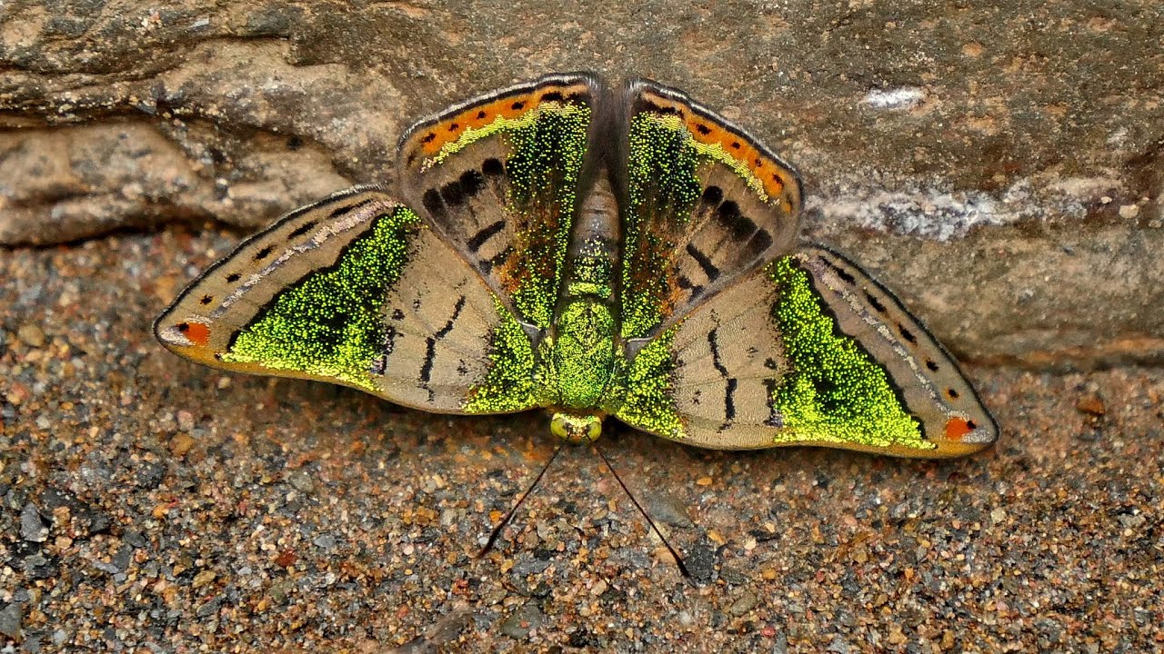 Bolivian butterflies 2016 part2