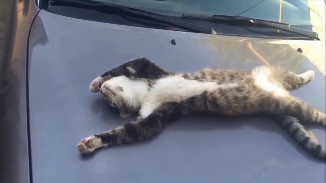 Funny Animal Videos Will Make You Laugh So Hard 🤣 #14