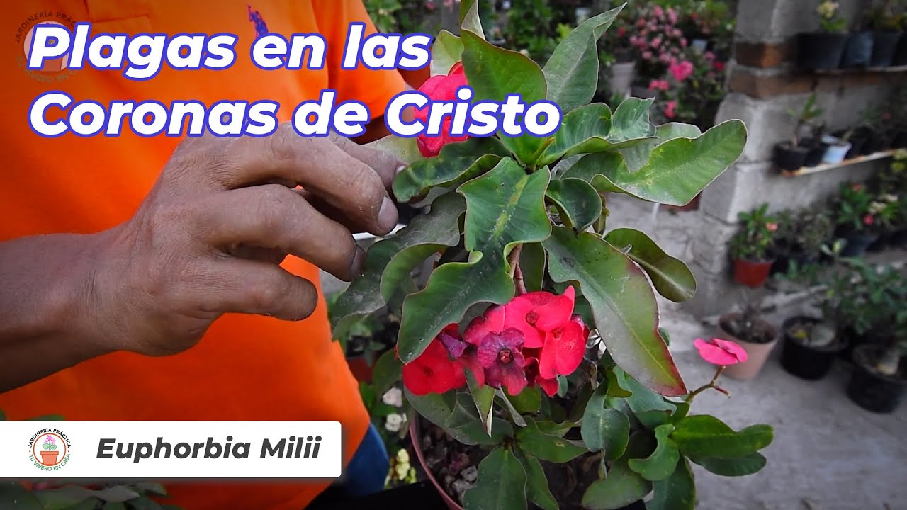 Plagas en Coronas de Cristo