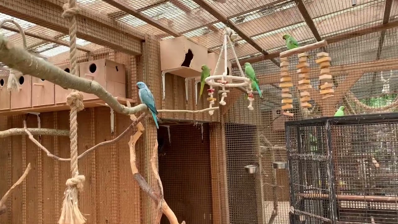 Today we have a closer look at the Aviary from the Ringneck, Derbyan, Moustache Parrots and more