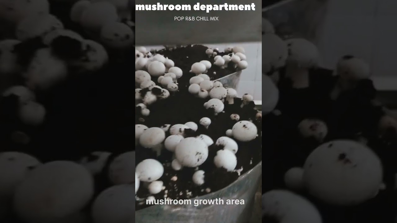 Mushroom growing area 🥀💯🥀💯🥀💯