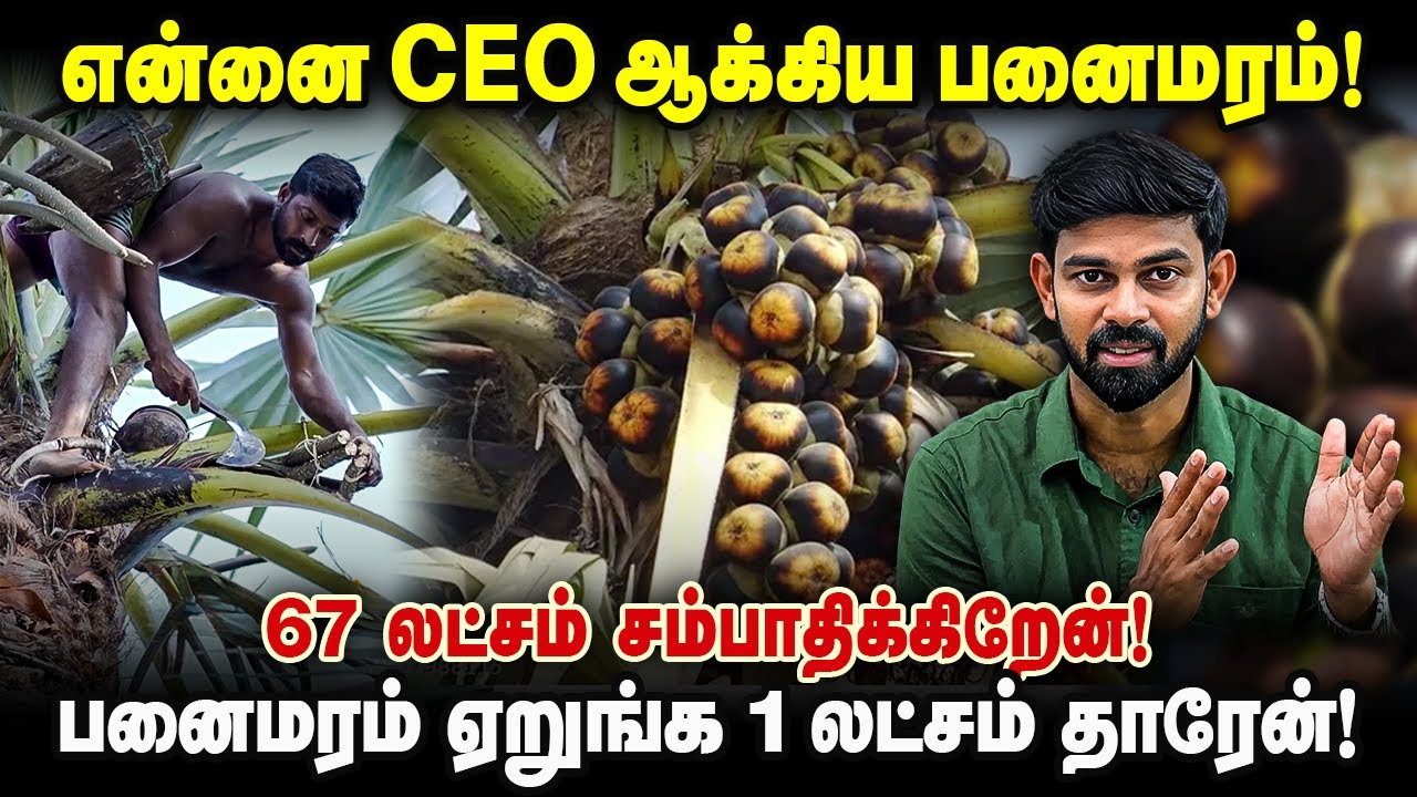 என்னை CEO ஆக்கிய பனைமரம்! 67 லட்சம் சம்பாதிக்கிறேன்! பனை மரம் ஏறுங்க 1 லட்சம் தாரேன்! ⁨@Palm Era