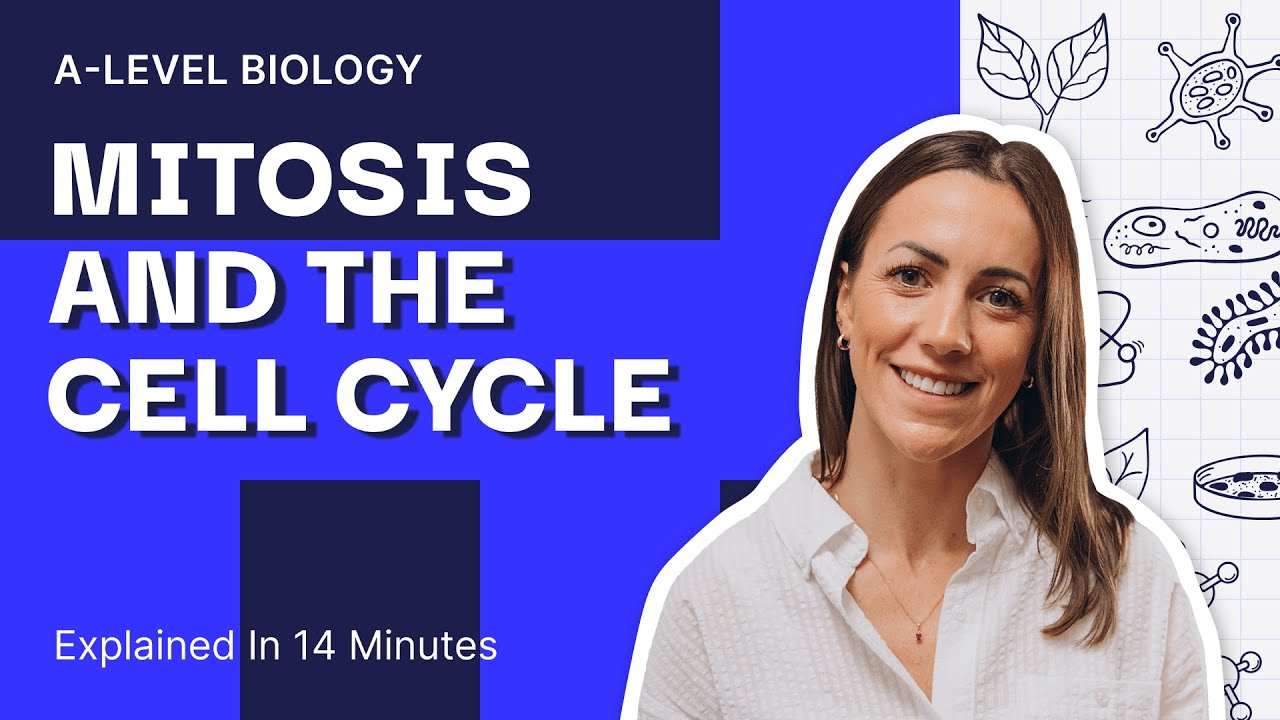 MITOSIS and CELL CYCLE  | Prophase, Metaphase, Anaphase and Telophase | A Level Biology