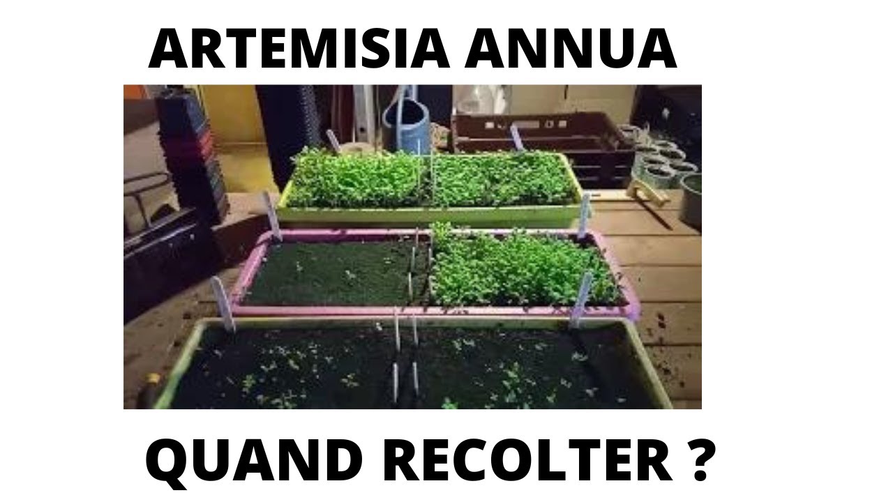 ARTEMISIA ANNUA . QUAND LE RECOLTER ?