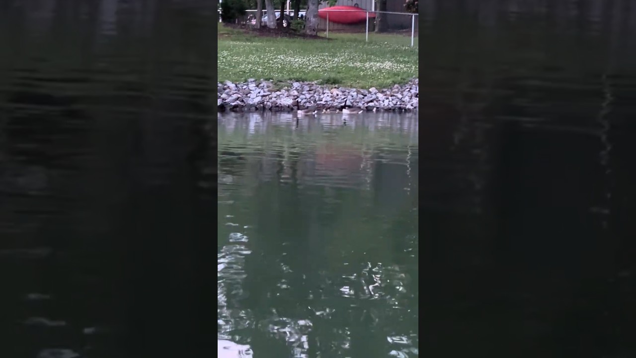Canadian Geese growing up