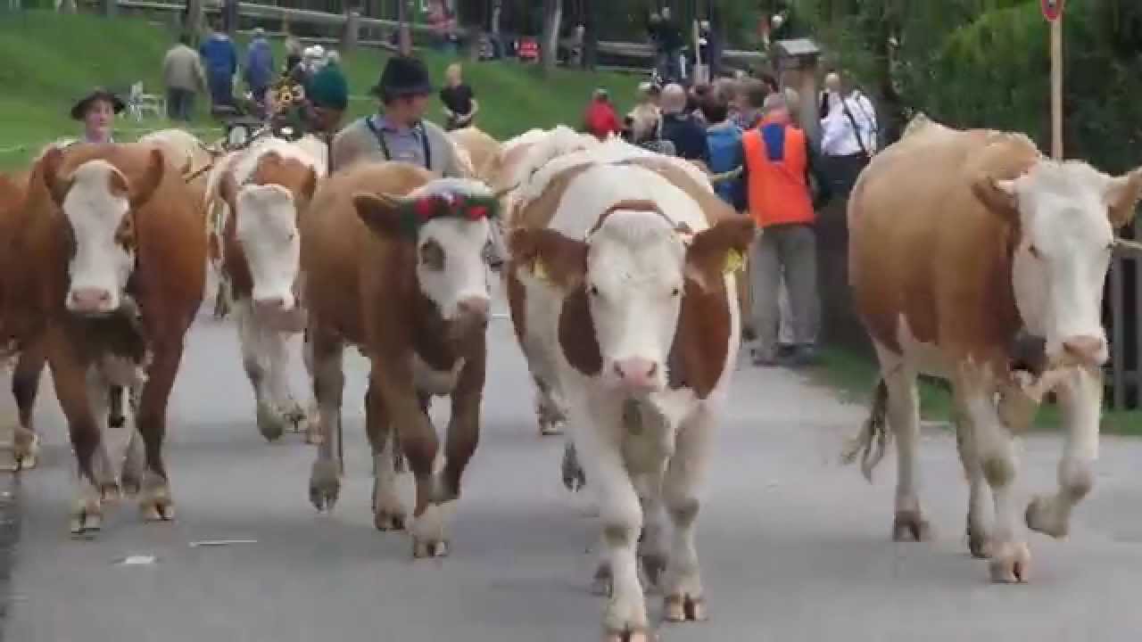 Almabtrieb Alpen Bayern Krün im Karwendel