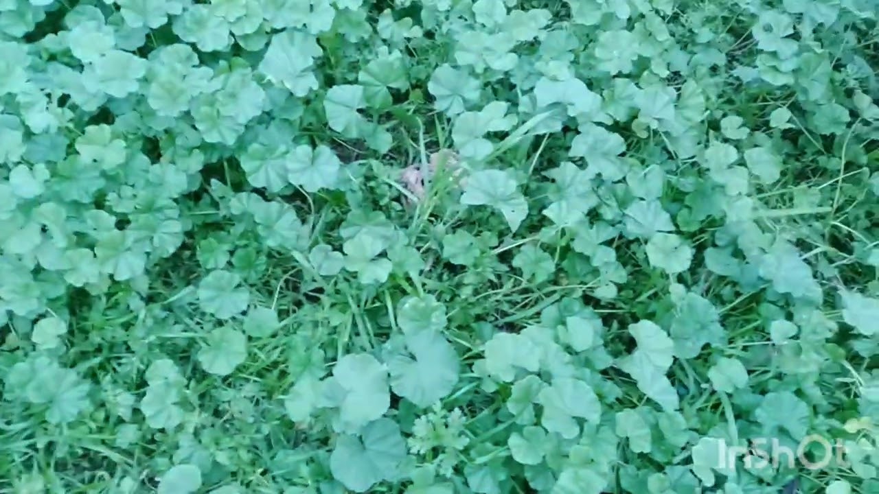 شاركت معكم الطبيعه☘️☘️☘️🌻🌻