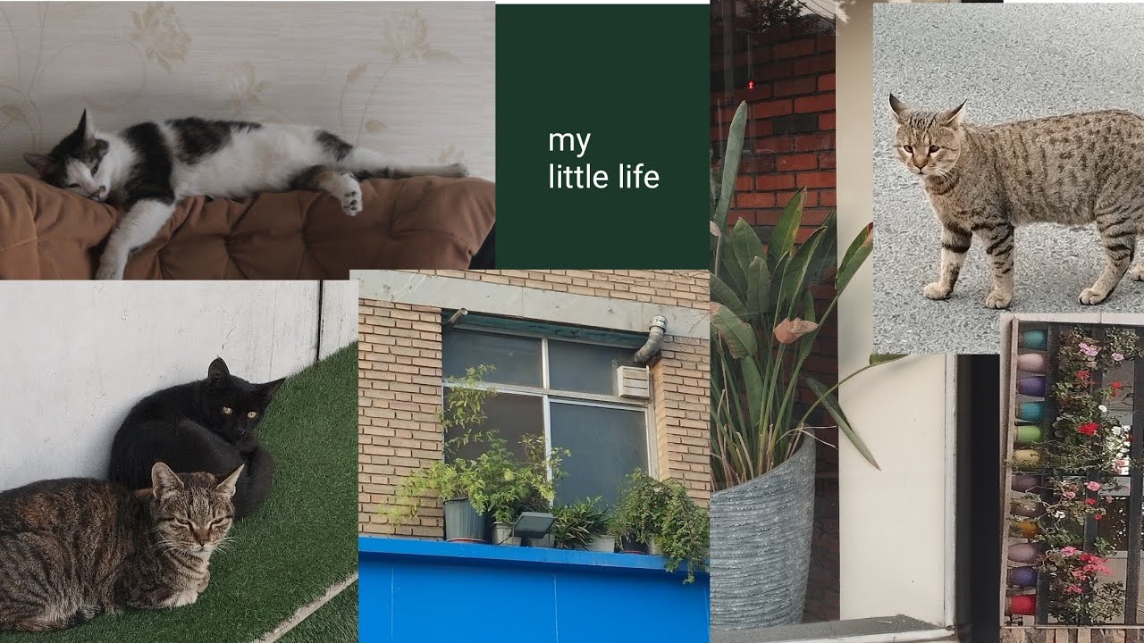 My little life 