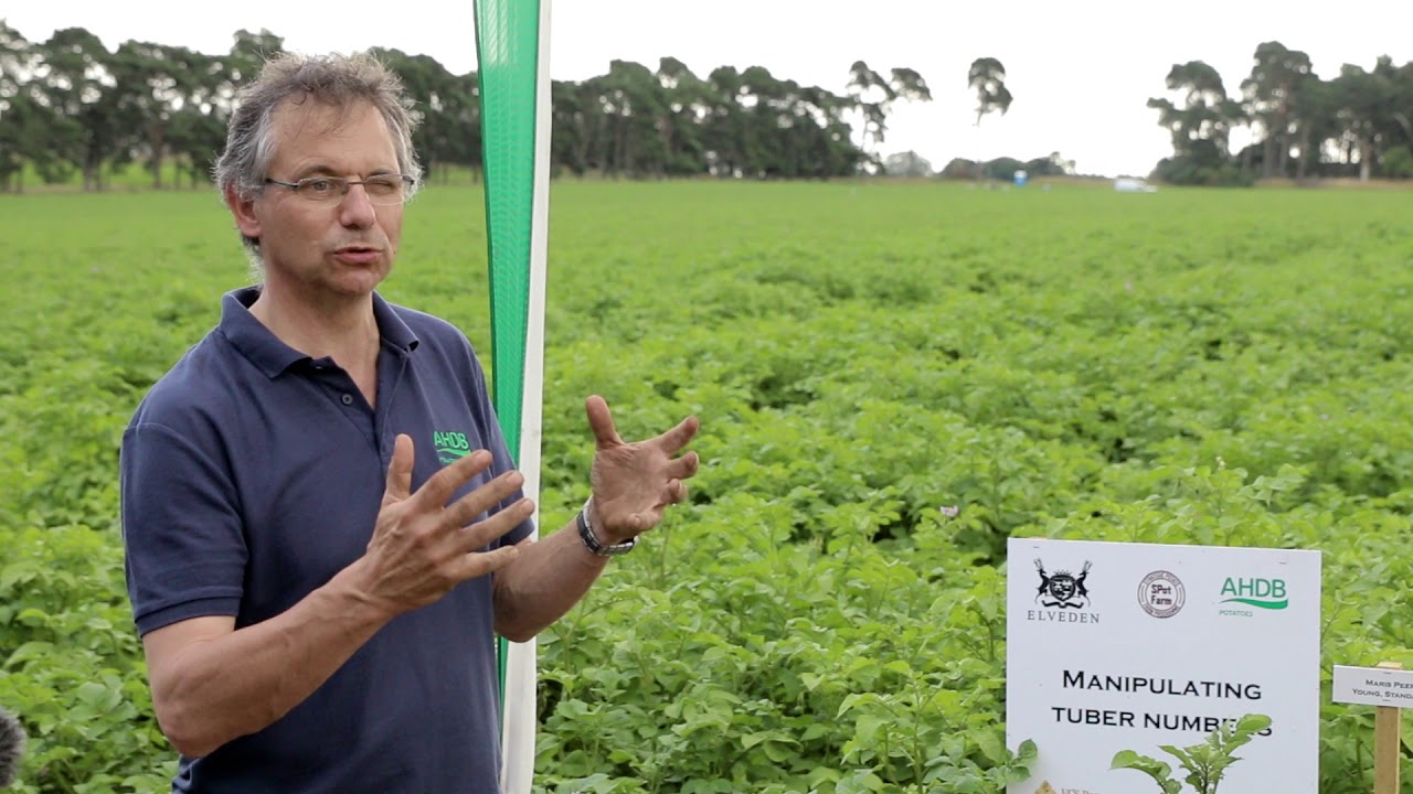 Strategic Potato (SPot) East Manipulating Tuber Numbers Demonstration 2017 Elveden Farms