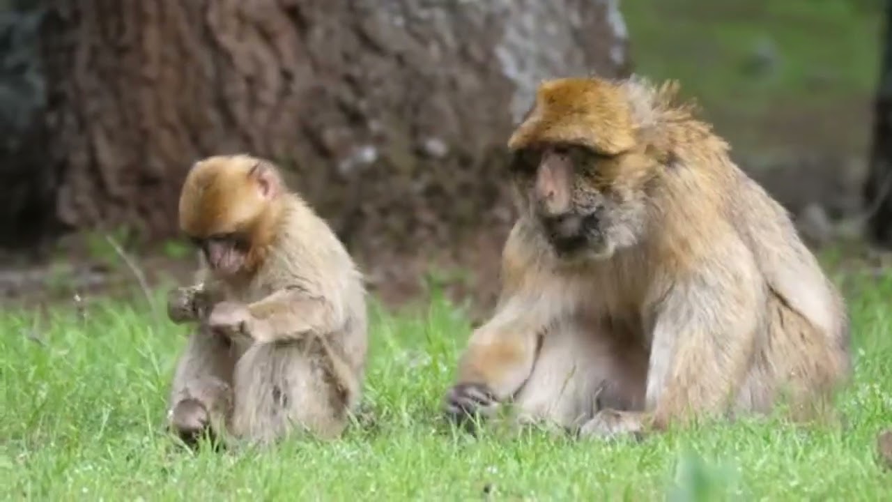 Cercopithecidae is the scientific name of the monkey