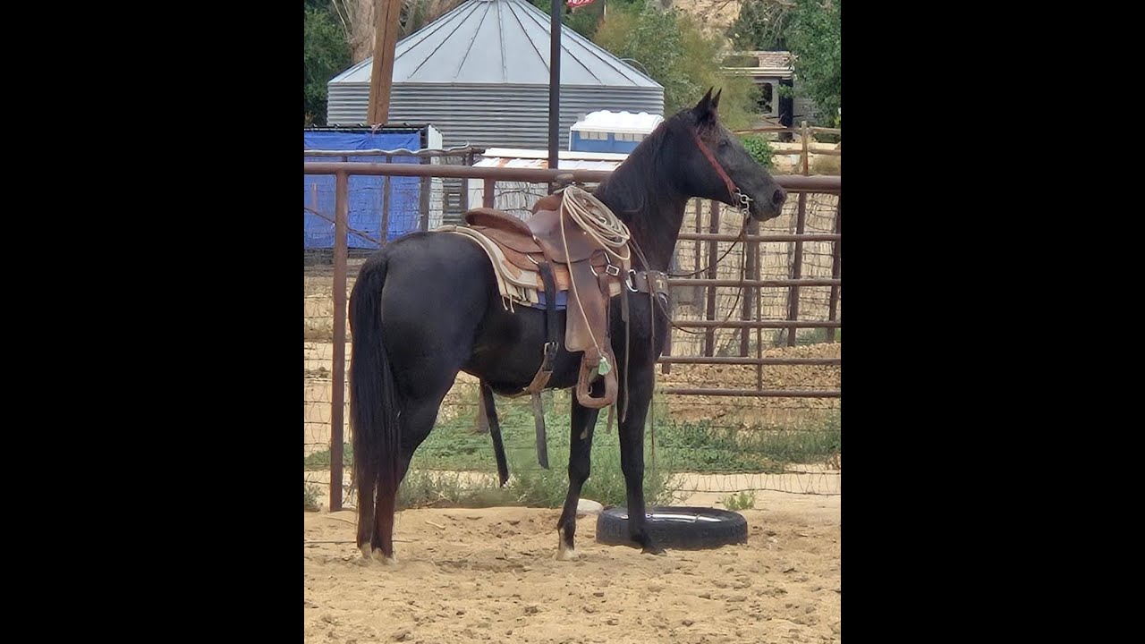 Lady /Tennessee Walking Horse Mare