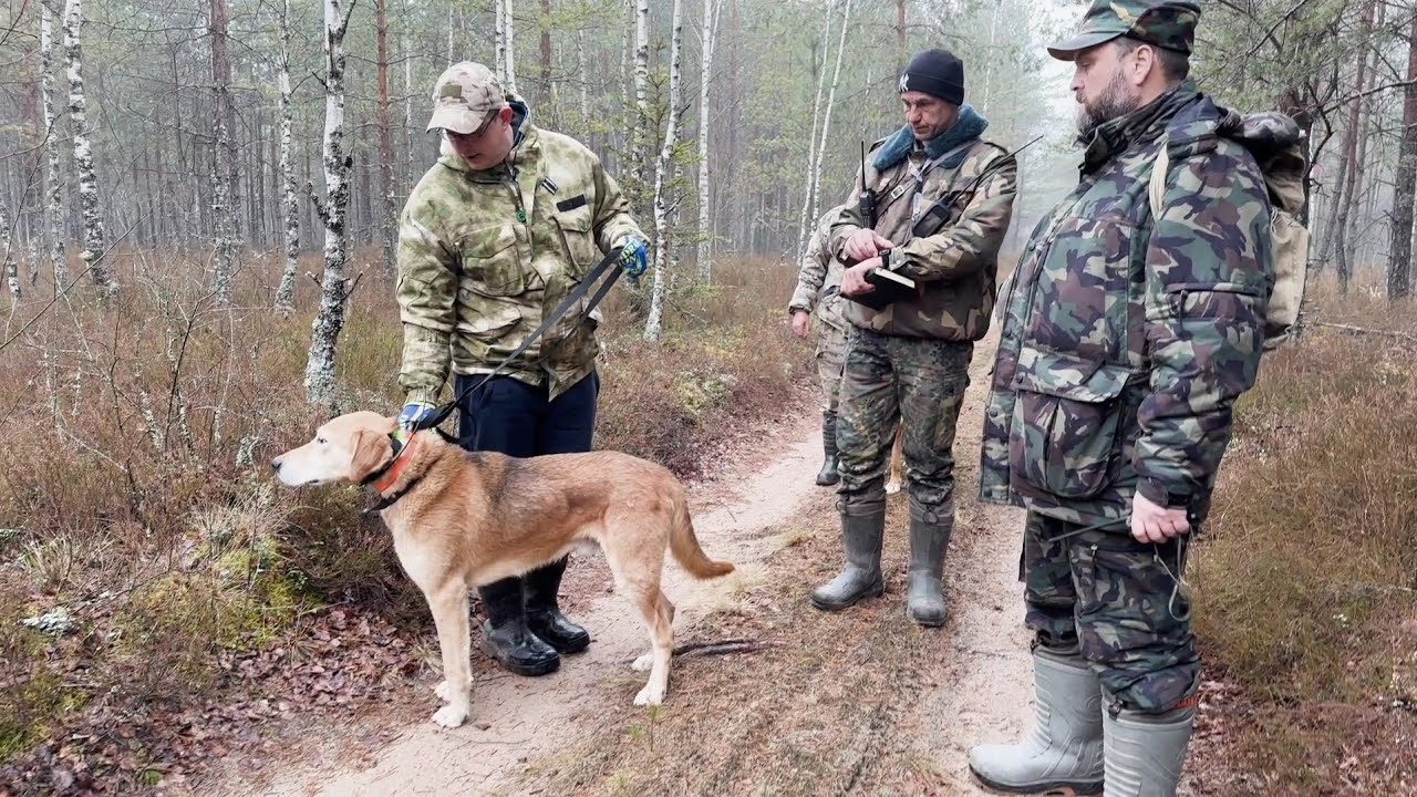 Состязания Русских гончих по зайцу памяти Спогара А.А.