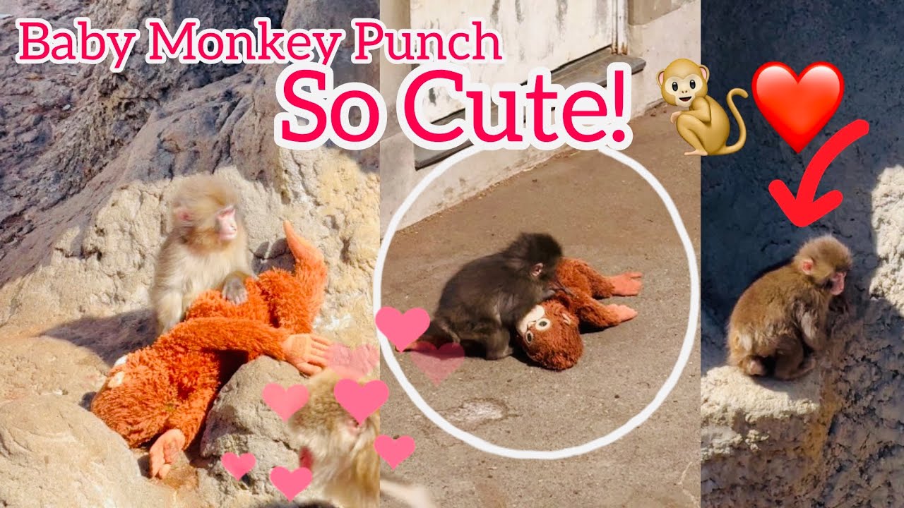 Baby Monkey Punch Is So Cute That The Whole World Is Falling In Love! 🥰 可愛すぎる子ザルのパンチくん！世界中が恋してしまう🐒❤️
