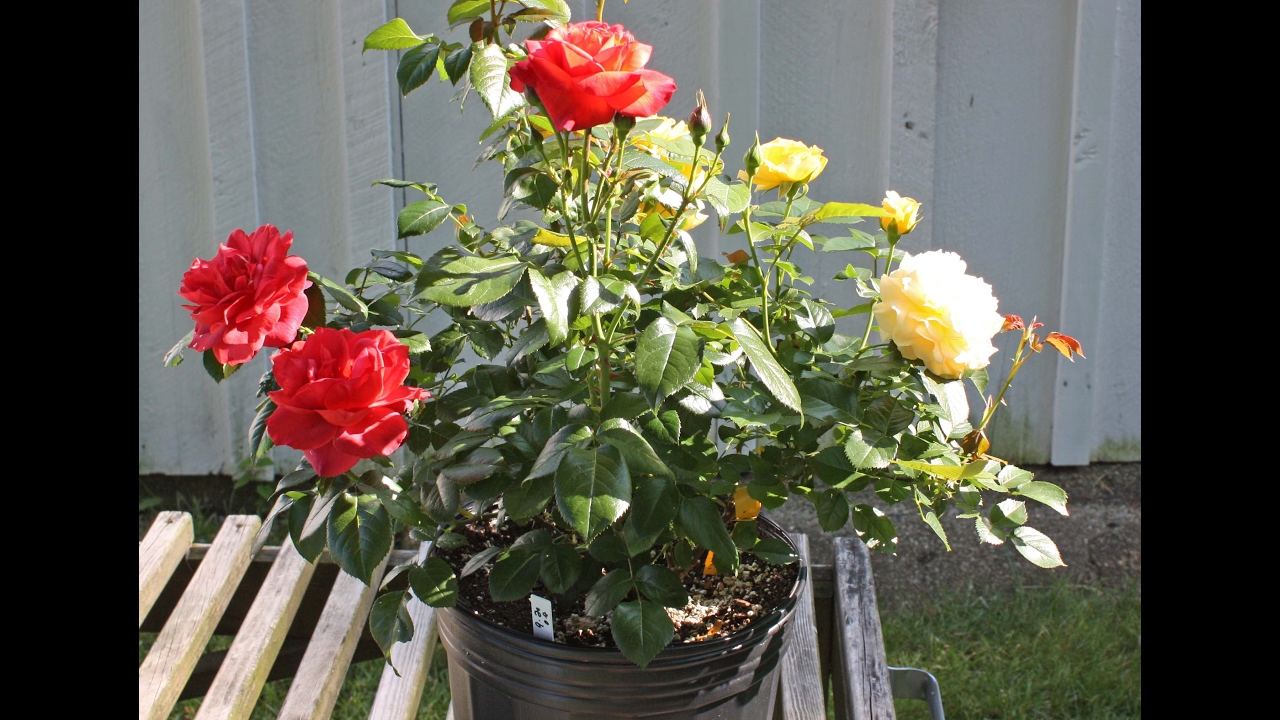 تطعيم الورد الجوري🌹 بعدة ألوان Rose Grafting
