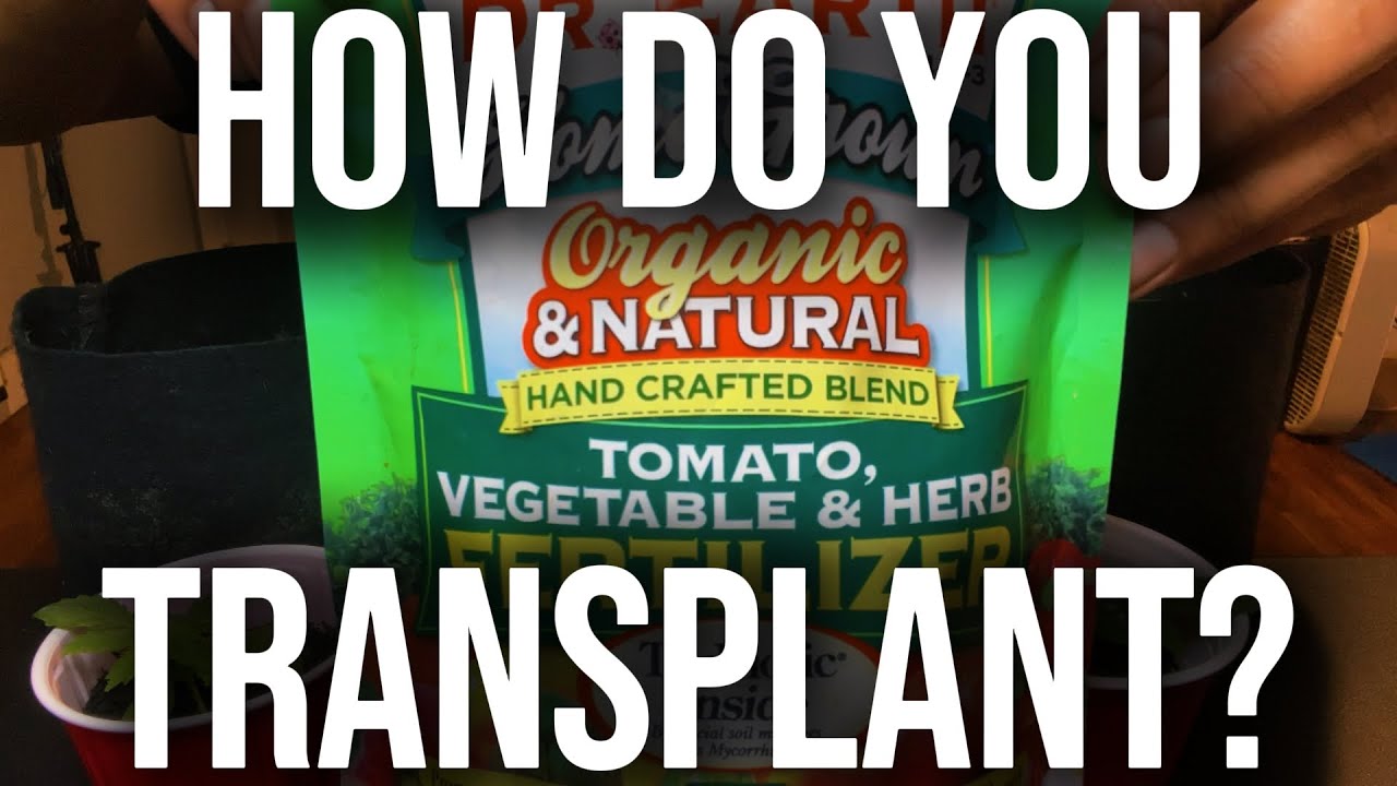 Transplanting Plants #Diy #Homegrown #Cultivating