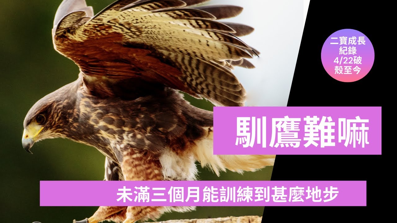 【二寶紀錄】馴鷹放飛｜Hawk training｜馴鷹八個大字！賞罰分明！見好就收！