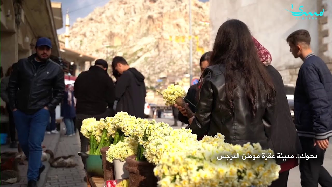دهوك.. مدينة عقرة موطن النرجس