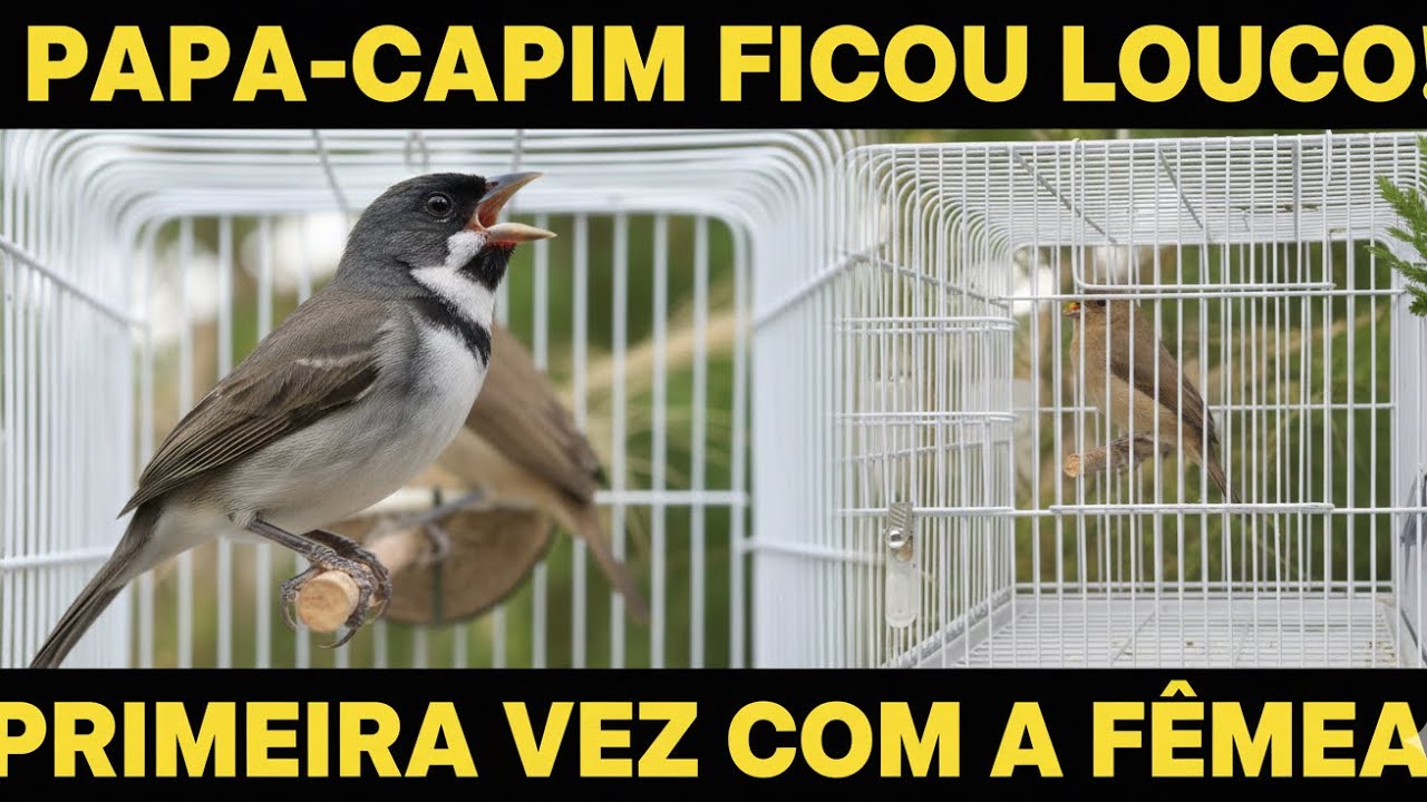 ELE SURTOU! Mostrei a fêmea pro Papa-Capim e ele abriu o canto na hora!
