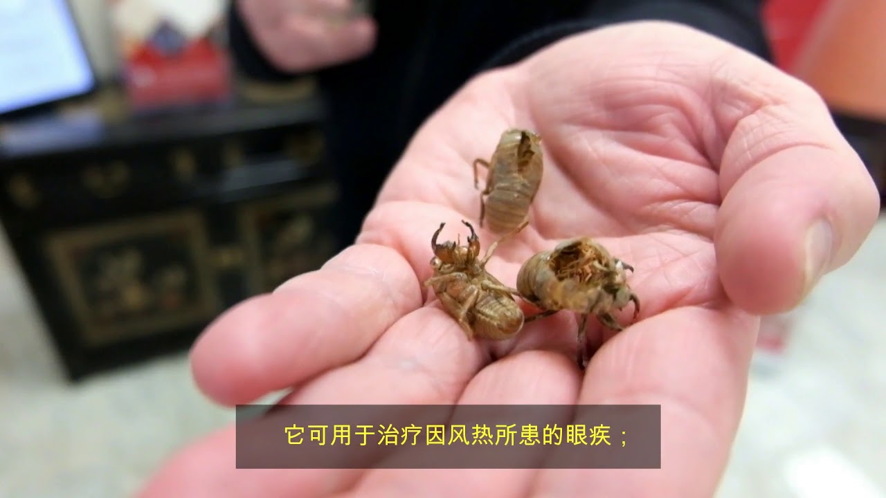 OCTCM 安大略中医学院 Herbs 药理之蝉蜕