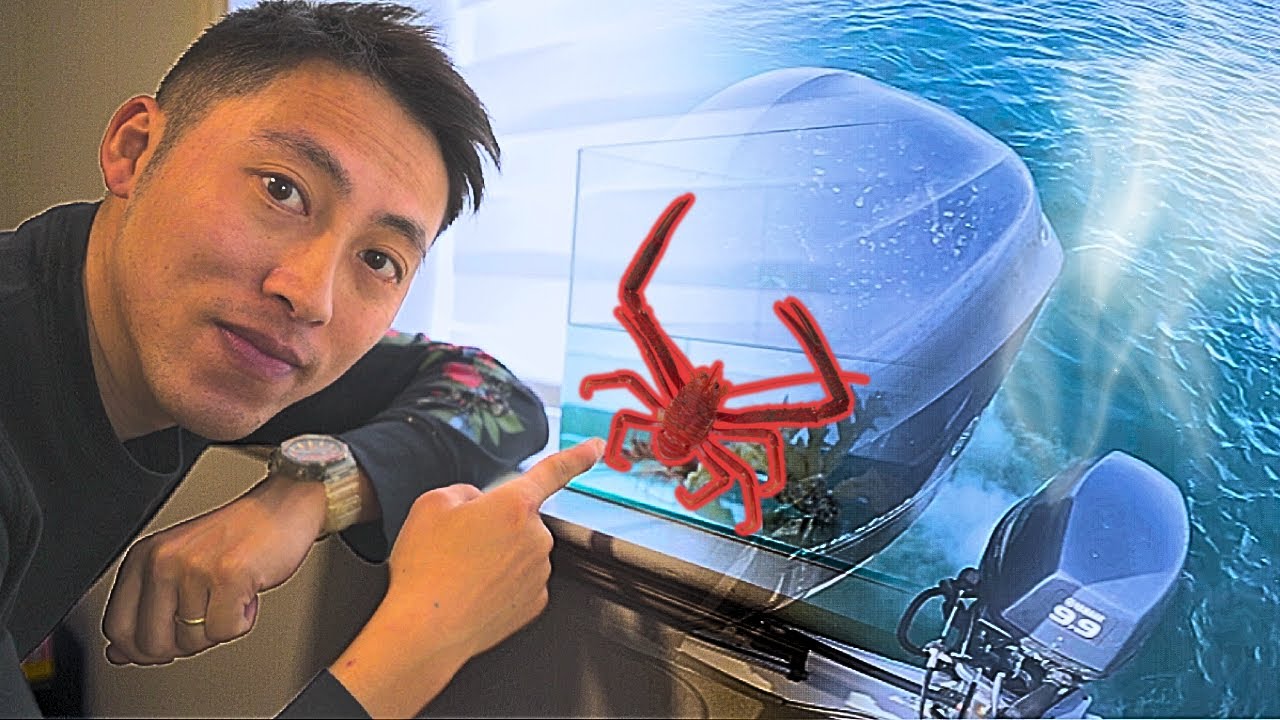 彻底修复YAMAHA 9.9发动机？深海捕捞新宠物？