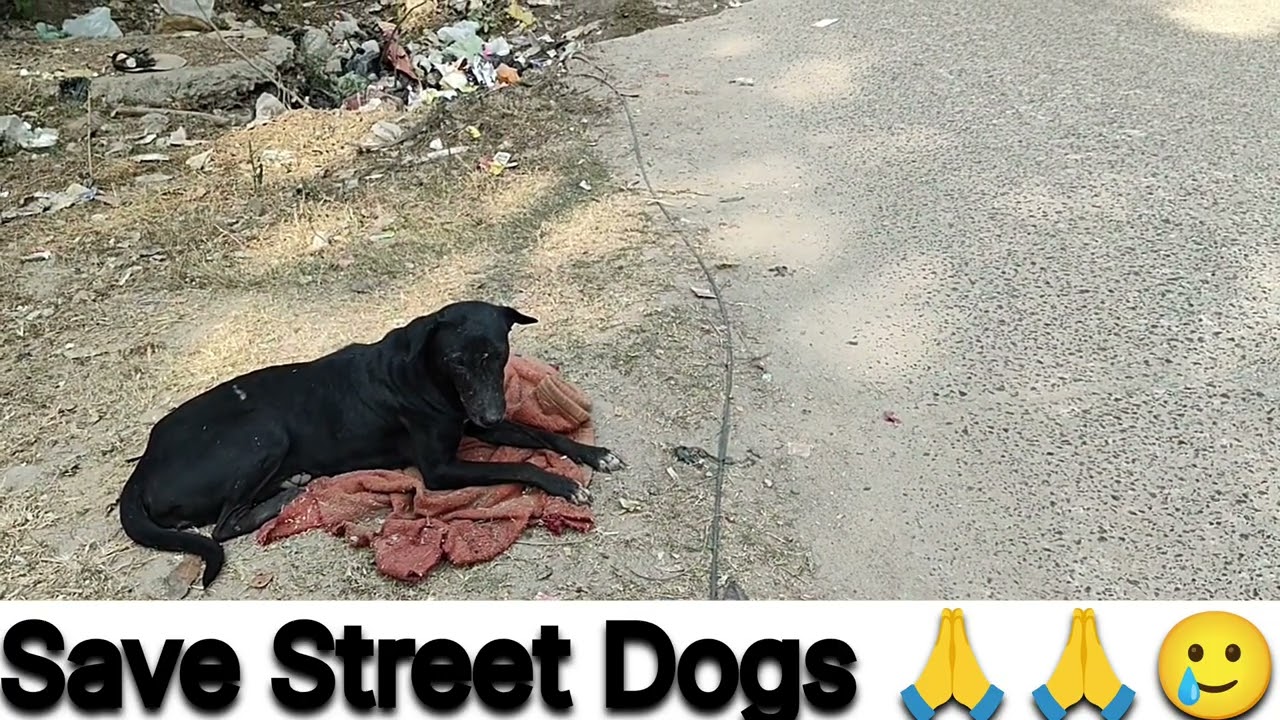 Save Street Dogs 😔 | Love Animals jo Kuchh nhi bolte , Help Street Dogs bejubano ki madad kare 🙏🙏