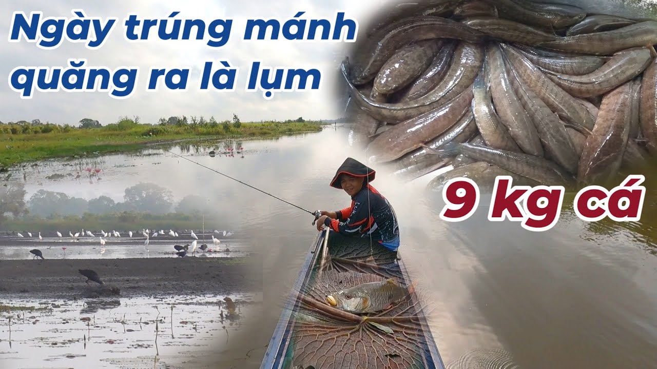 Câu Cá Lóc Tràm Chim Bằng Mồi Nòng Nọc || Hai Anh Em Khiên Lên Muốn Không Nổi || VR Fishing #160