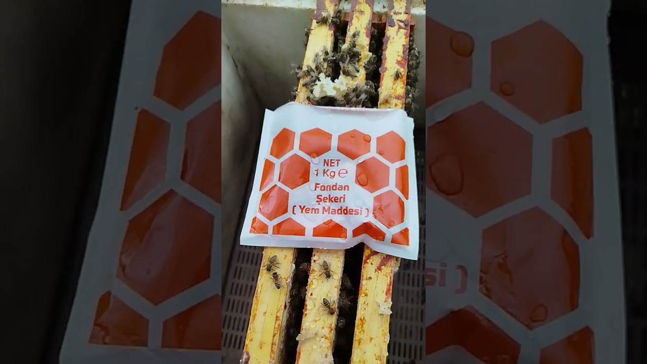 Oksalik Asit Damlatma Uygulamam. Video Boyunca Oksalik, Varroa, Tropi hakkında görüşlerim. 🇹🇷🇹🇷🇹🇷🐝🐝🐝