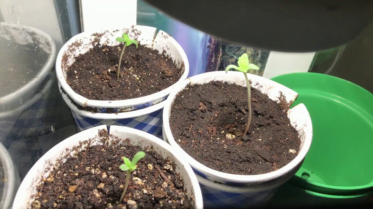 Cannabis  Grow May 2 2019 Season Started !!