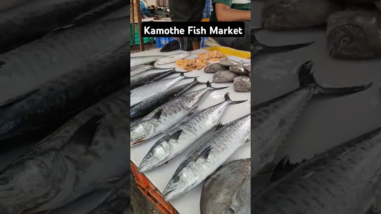 Fish Market in Mumbai | Wholesale Fish Market 🐠🐟| Local Fish Market | Fish Market #fish #fishmarket