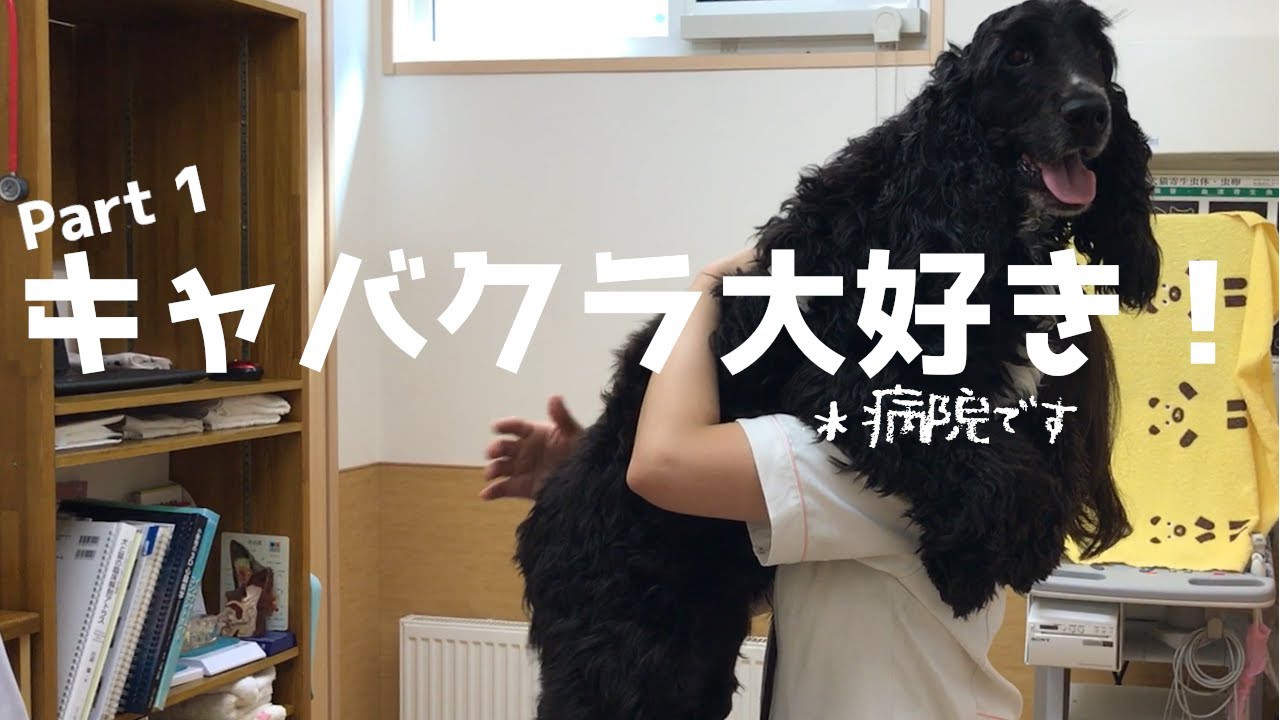 病院をキャバクラだと思っているE・コッカーpart1【爪切り編】