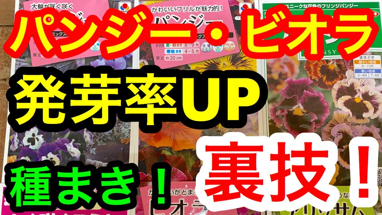 『発芽率UP❣️』パンジー・ビオラ、アリッサムの種まき🌱の裏技！