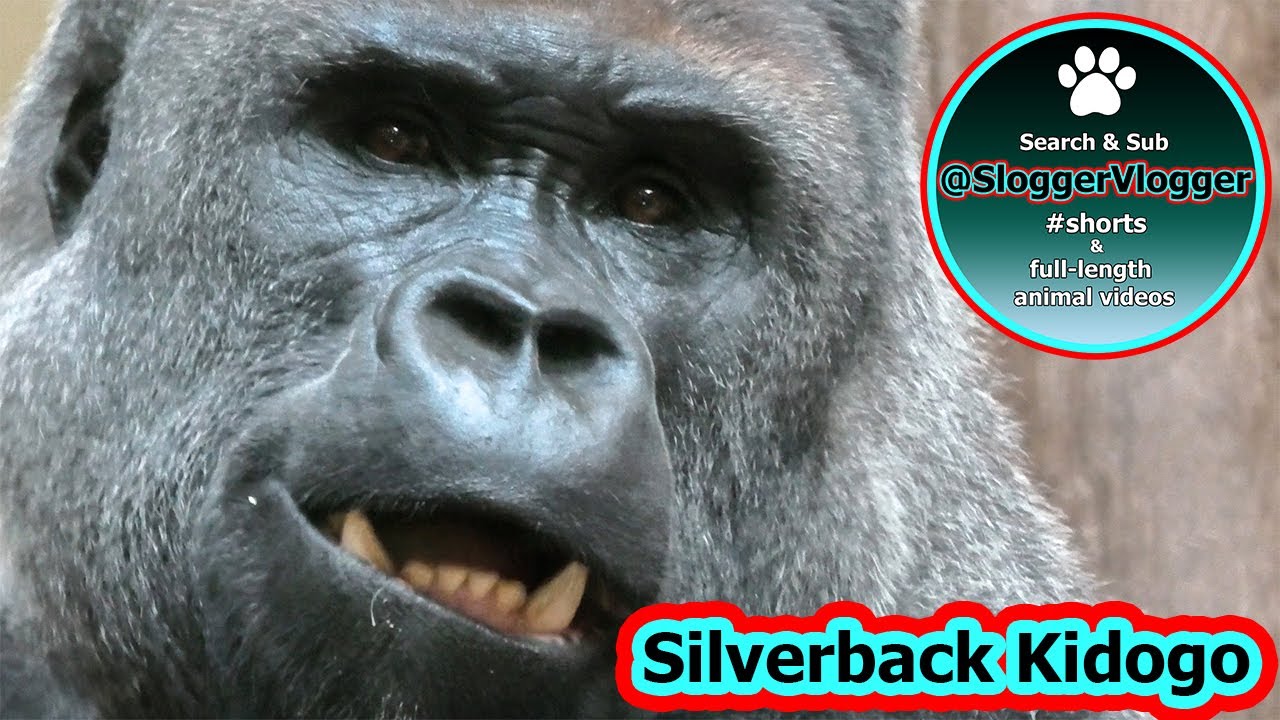 Medical Training and Head Rubs for Silverback Kidogo