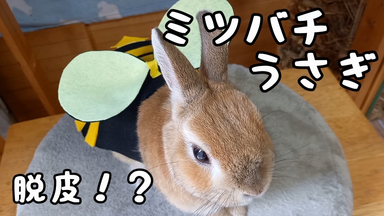 ミツバチうさぎが脱皮するなんて・・・(笑)