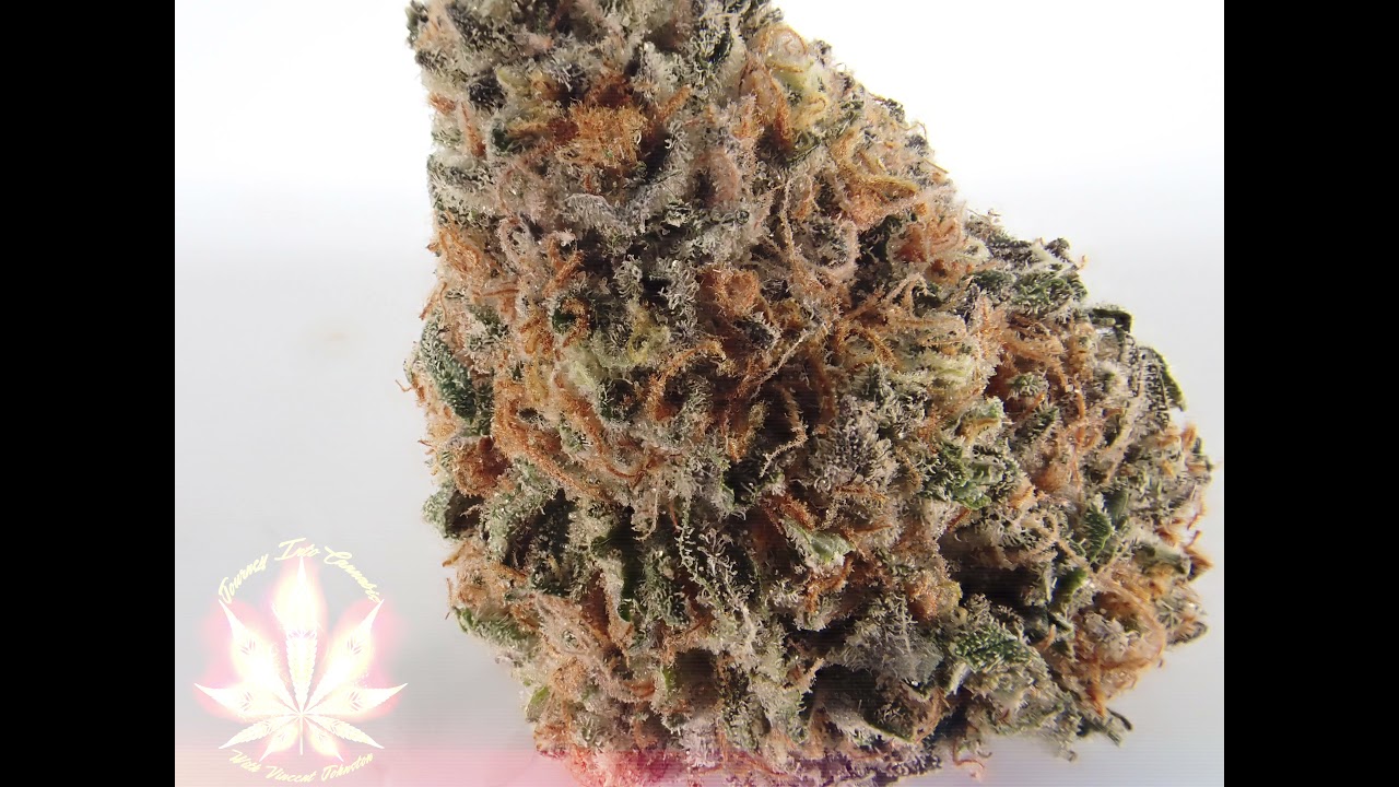 Punch Breath Cultivar