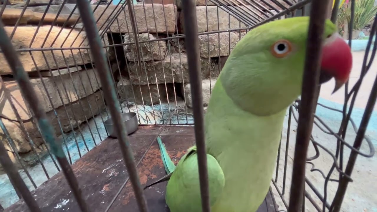 🦜💕✌️day 24./100 Parde video✌️ #teamfx #viralvideo #mitthu#parrot 