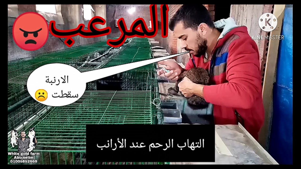 اسباب وعلاج التهاب الرحم عند الارانب 👍 كلام جديد علي ودانك 👌.
