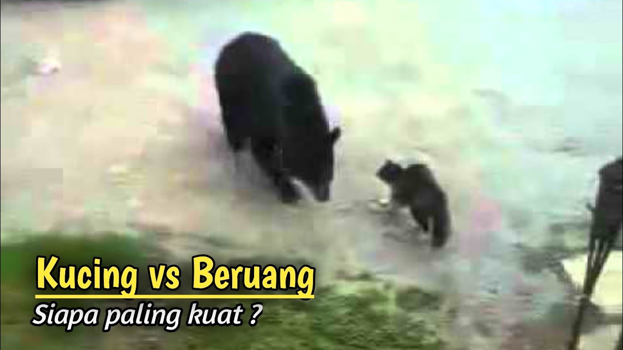 5 Aksi Kucing Saat Mengusir Predator Yang Tertangkap Kamera