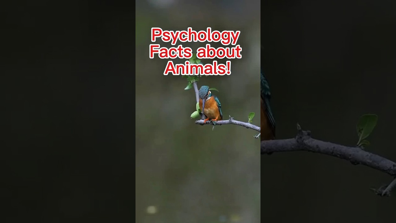 Psychology Facts about animals 