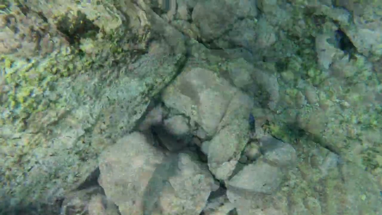 Tenerife - Tabaiba - snorkeling