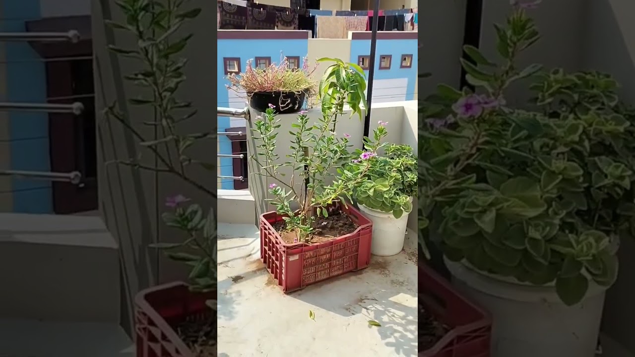 Garden Tour #plant #terracegardening #gardenplants #garden #plantsplants #home