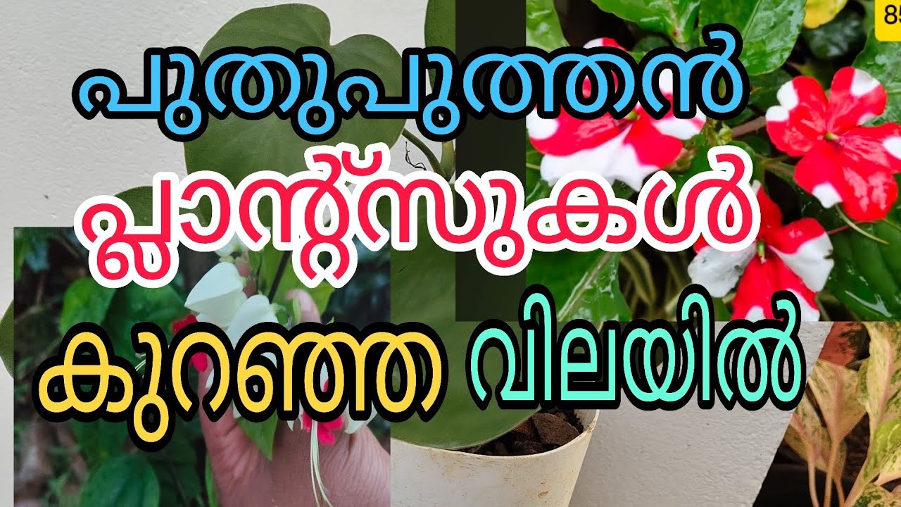 10 രൂപ മുതൽ വറൈറ്റി പ്ലാന്റ്സുകൾ വിലക്കുറവിൽ സ്വന്തമാക്കാം 😱 Tasty world 