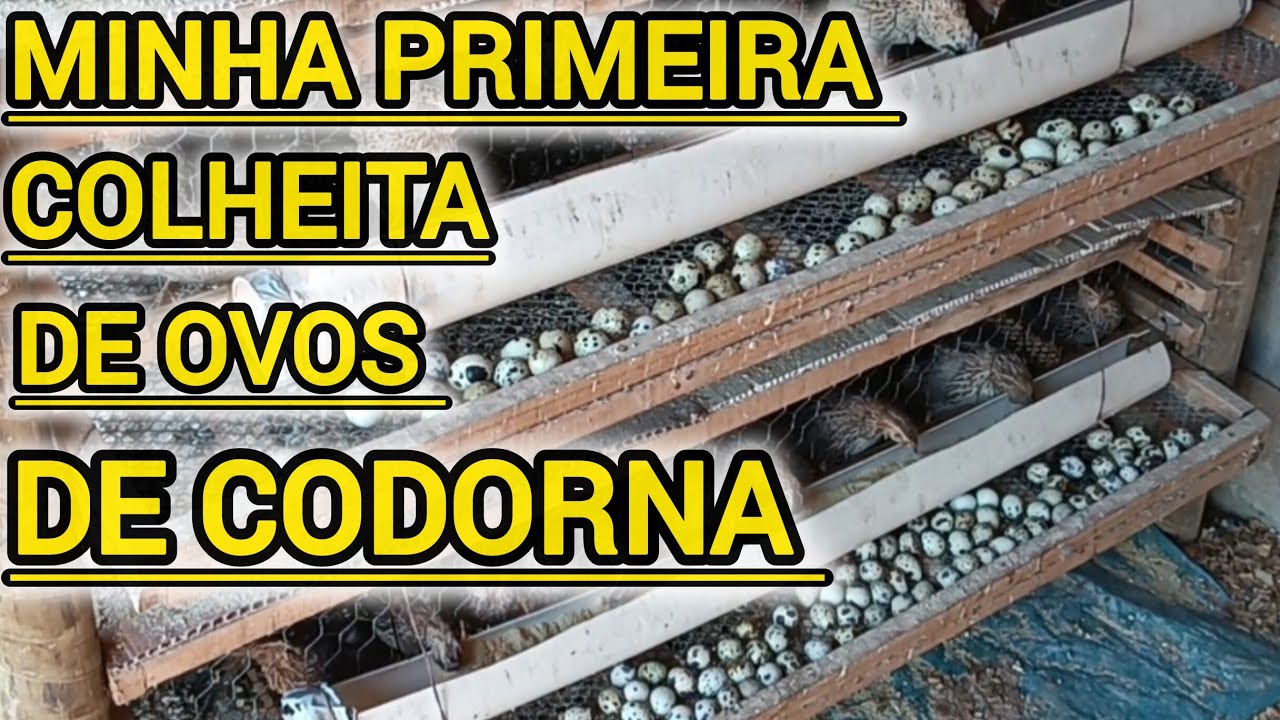 Primeira colheita de ovos de codorna 