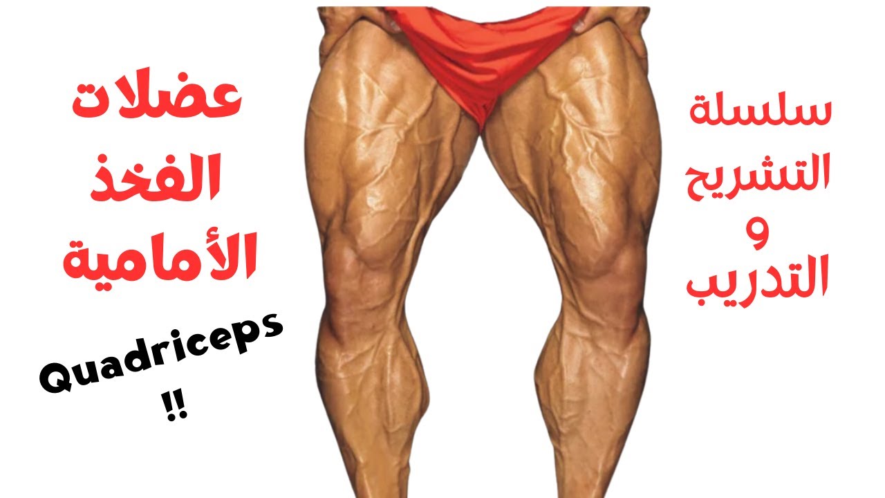 عضلات الفخذ الأمامية - الكوادريسبس - درس تقيل زي تمرينة الرجلين