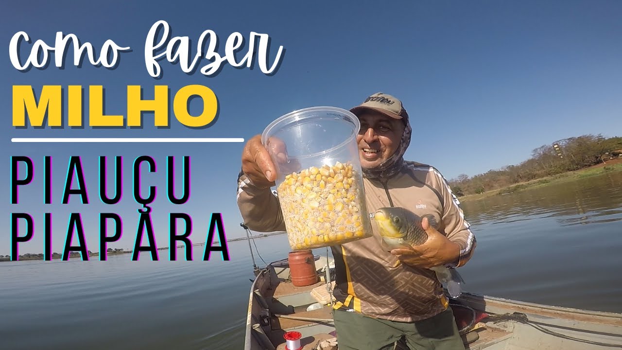 COMO FAZER MILHO PARA PIAUÇU E PIAPARA?!