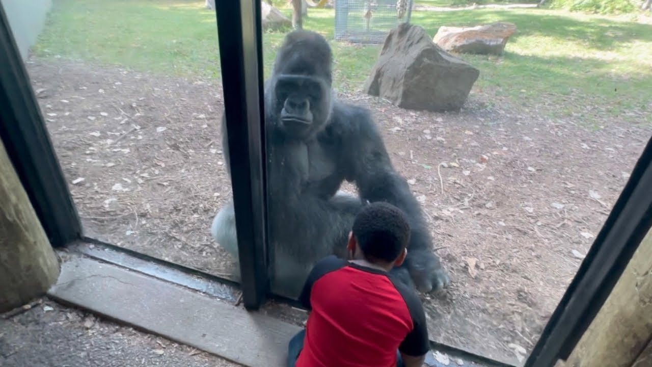 Silverback Gorilla Priceless Interaction with Kids