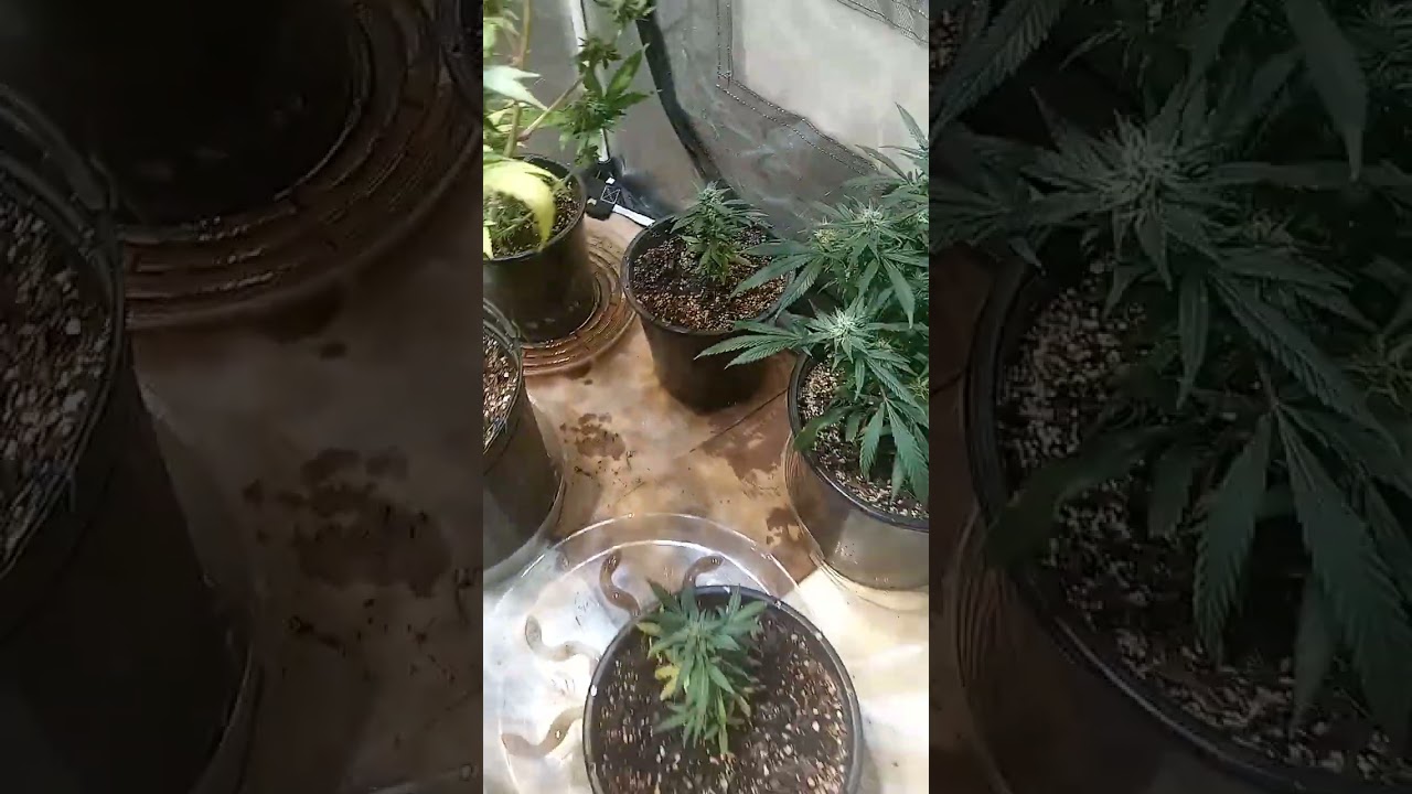 Clones....fem....Auto flowers...purple kush, GG4,  Pink Runtz, anesthesia haze, white willow...