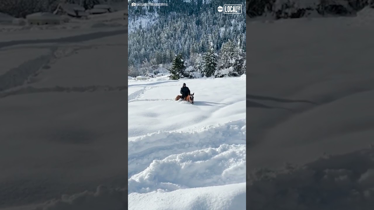 Horse gallops through extreme snow