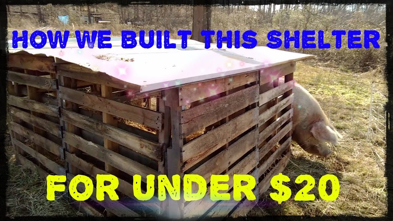 Pig Shelter Build, For Under $20!