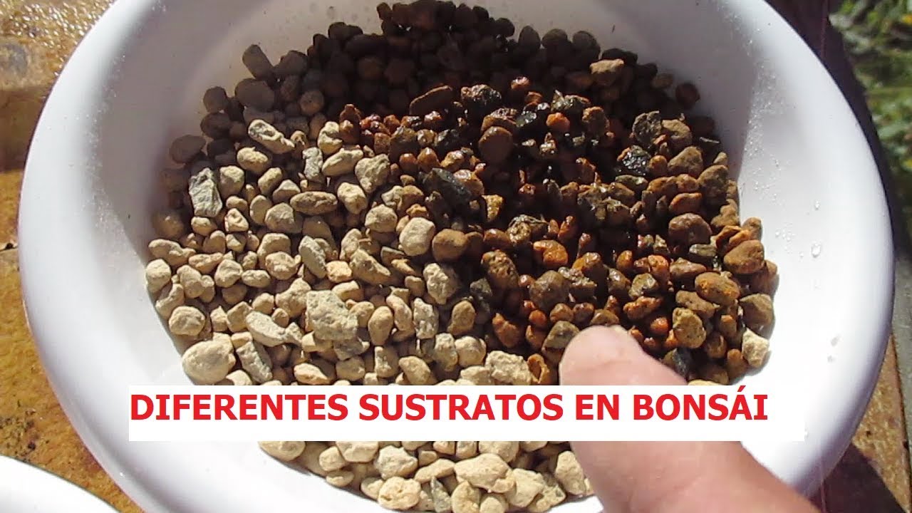 DIFERENTES SUSTRATOS PARA TU BONSÁI ֍ CURSO BÁSICO DE BONSÁI ✅